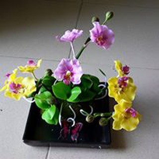 Hoa Lan hồ điệp cỡ trung để bàn