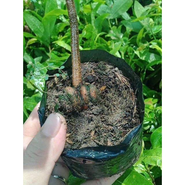 1 cây mai vàng quấn rễ