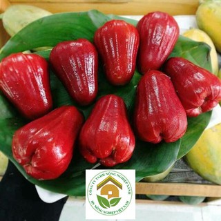 Cây Roi Đỏ Thái Lan - ĐHNN1