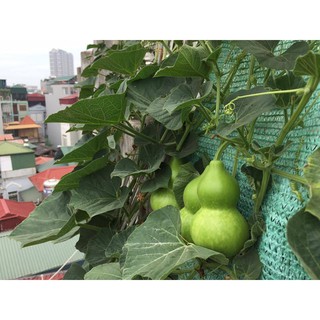 1 gói hạt giống bầu hồ lô