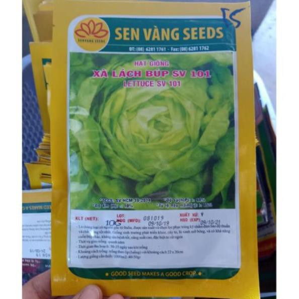 Hạt giống xà lách búp SV 101 Sen Vàng Seeds