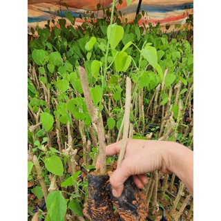 Com bo 10 cây giống bo khai