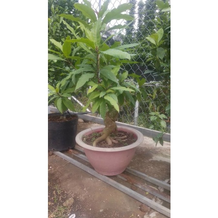 Cây lộc rừng lộc vừng