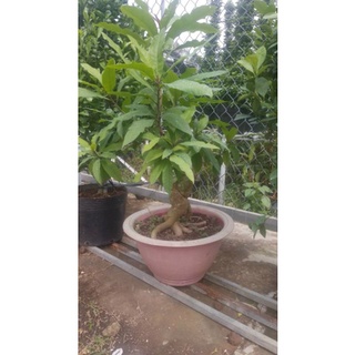 cây lộc rừng lộc vừng