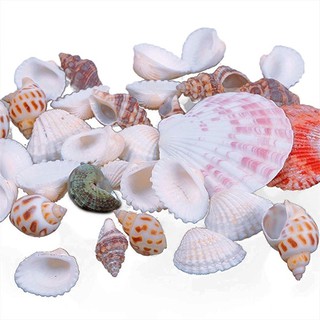 100g Vỏ Sò/Ốc Biển Trang Trí Bể Cá