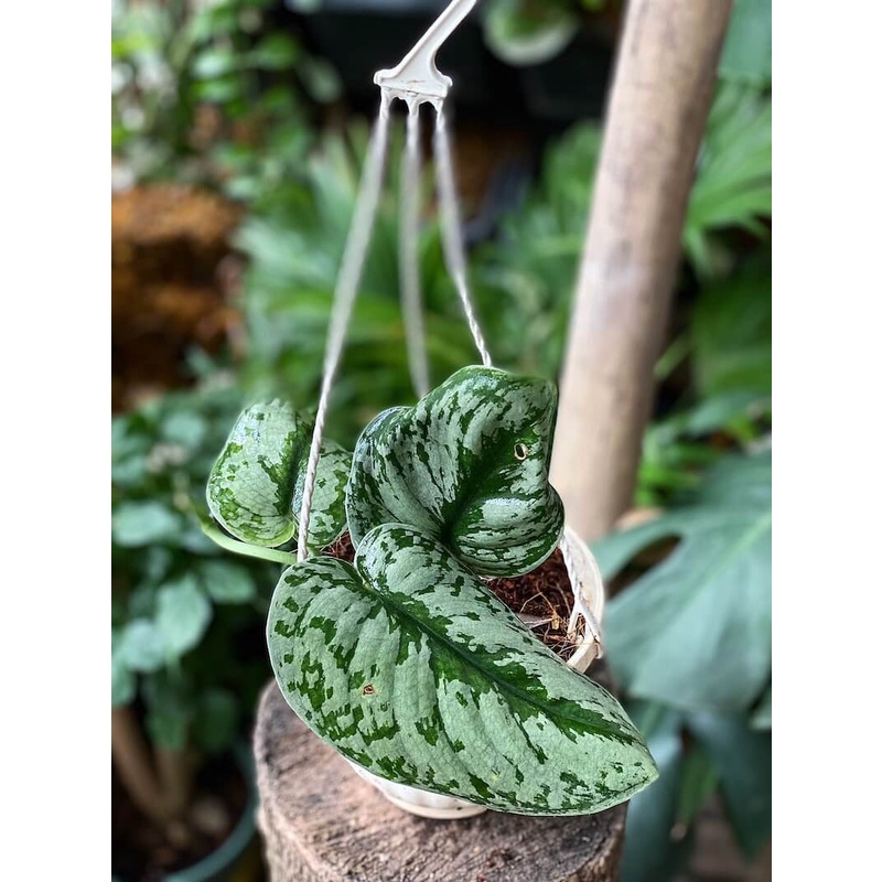 Cây Scindapsus pictus Exotica (Trầu Bà Exotica) chậu treo bí ngô 10cm