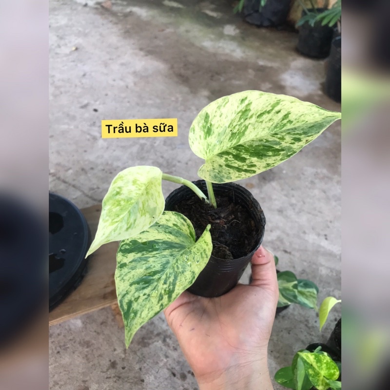 caykiengsadec - combo 8 loại trầu bà - hoa kiểng lá trang trí nội thất cảnh quan sân vườn ngoài trời