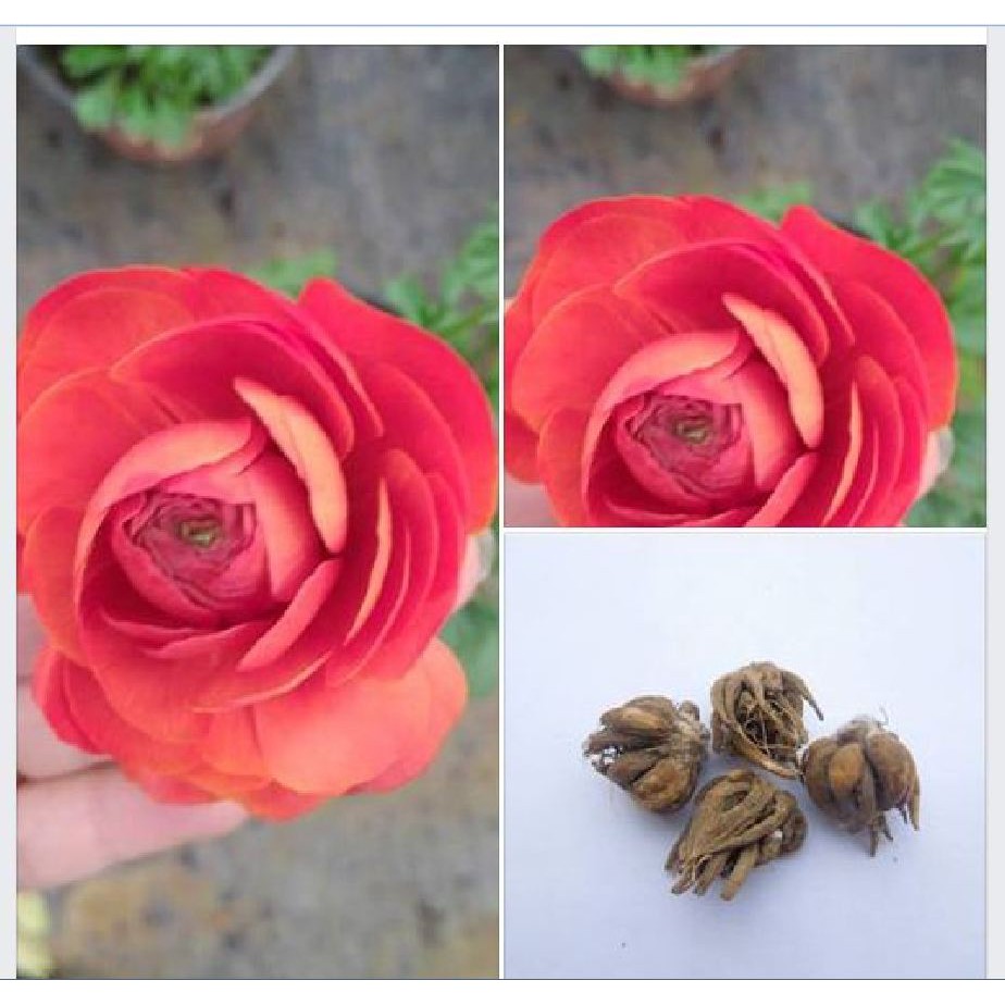 Củ hoa hồng mao lương hoa màu cam ( tặng kèm viên nén ươm củ )