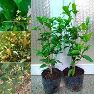Cây mộc hương, cao 70-1m, đang cho nụ