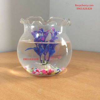 Bể Cá Mini Thủy Tinh  Miệng Bèo size 15 cm