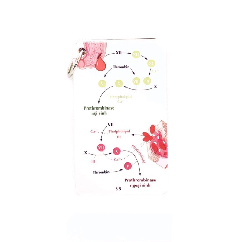 Sổ tay FA sinh lý máu