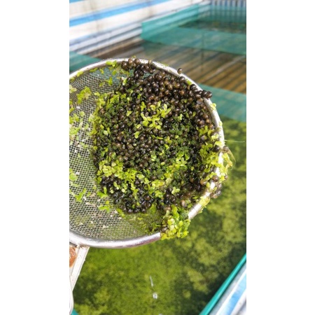 Tráng vèo lưới ươm ốc nhồi mới nở - 2x1x1