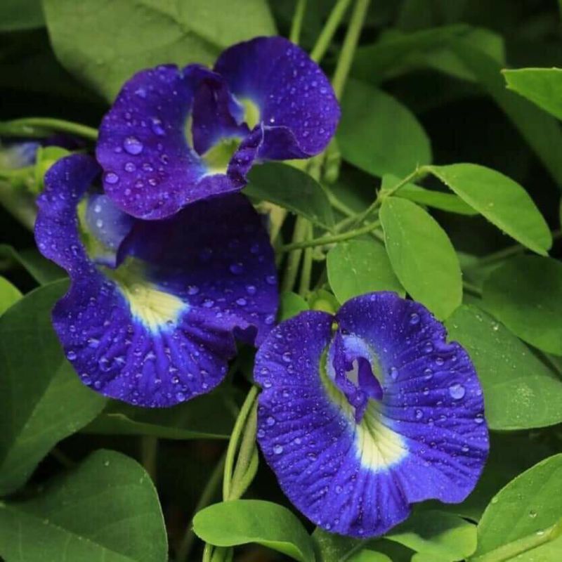 Cây  giống hoa đậu biếc kép siêu hoa