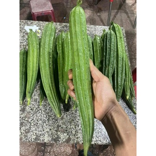 Hạt giống mướp khía , mướp khế ta nảy mầm 99%
