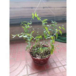 1 chậu trên 10 thân phi điệp hawai