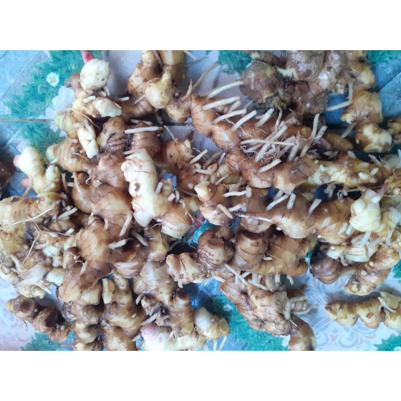 Củ gừng gió 1kg.