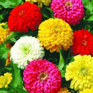30 Hạt giống cúc ngũ sắc ( cúc lá nhám)
