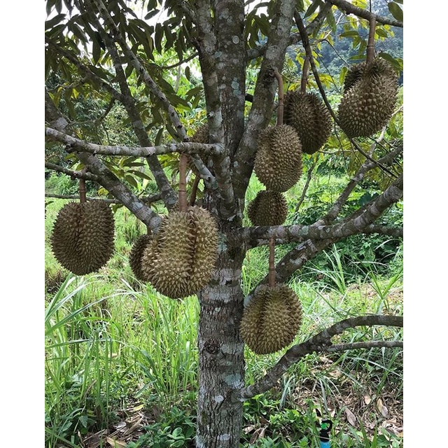 Cây giống Sầu riêng ruột đỏ, giống cây sầu riêng thế hệ mới năng suất cao, phù hợp khí hậu nhiều vùng miền