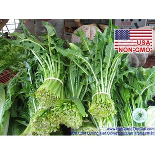 2GR 1500.HẠT Hạt Giống Bồ Công Anh ITALIAN (| C11*V32)
