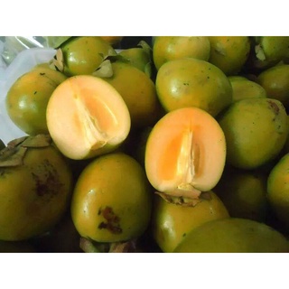 Cây Giống Hồng không hạt đặc sản Bắc Kạn