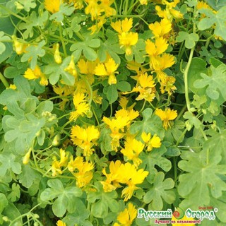 Hạt giống hoa Phượng hoàng