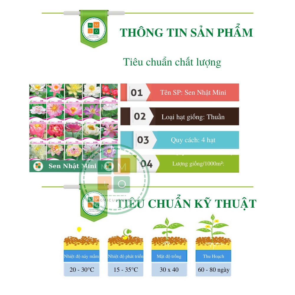 Hạt giống sen Nhật tứ quý , hoa sen cảnh - Cam kết chuẩn màu, độ nảy mầm cao