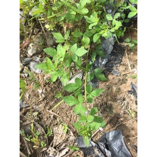 mần ri màn màn 10 hạt giống