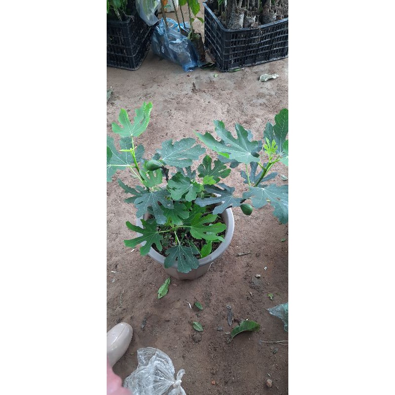 XUNG MỸ CÂY ĐANG QUẢ
