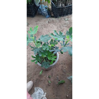 Xung mỹ cây đang quả
