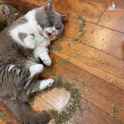 Catnip, cỏ bạc hà cho mèo giảm tress, ống 45ml