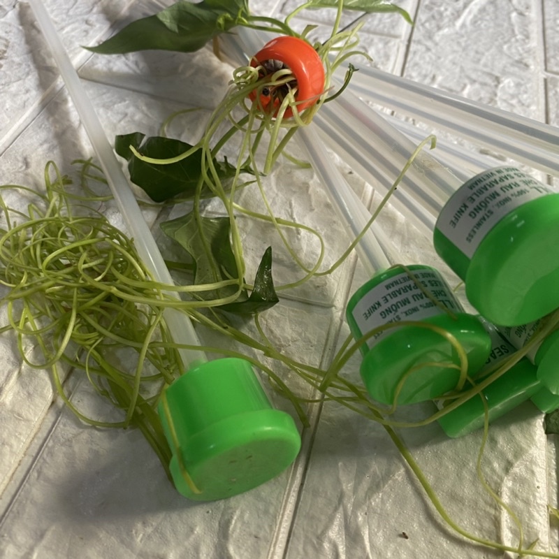 5 cây dao chẻ Rau muống