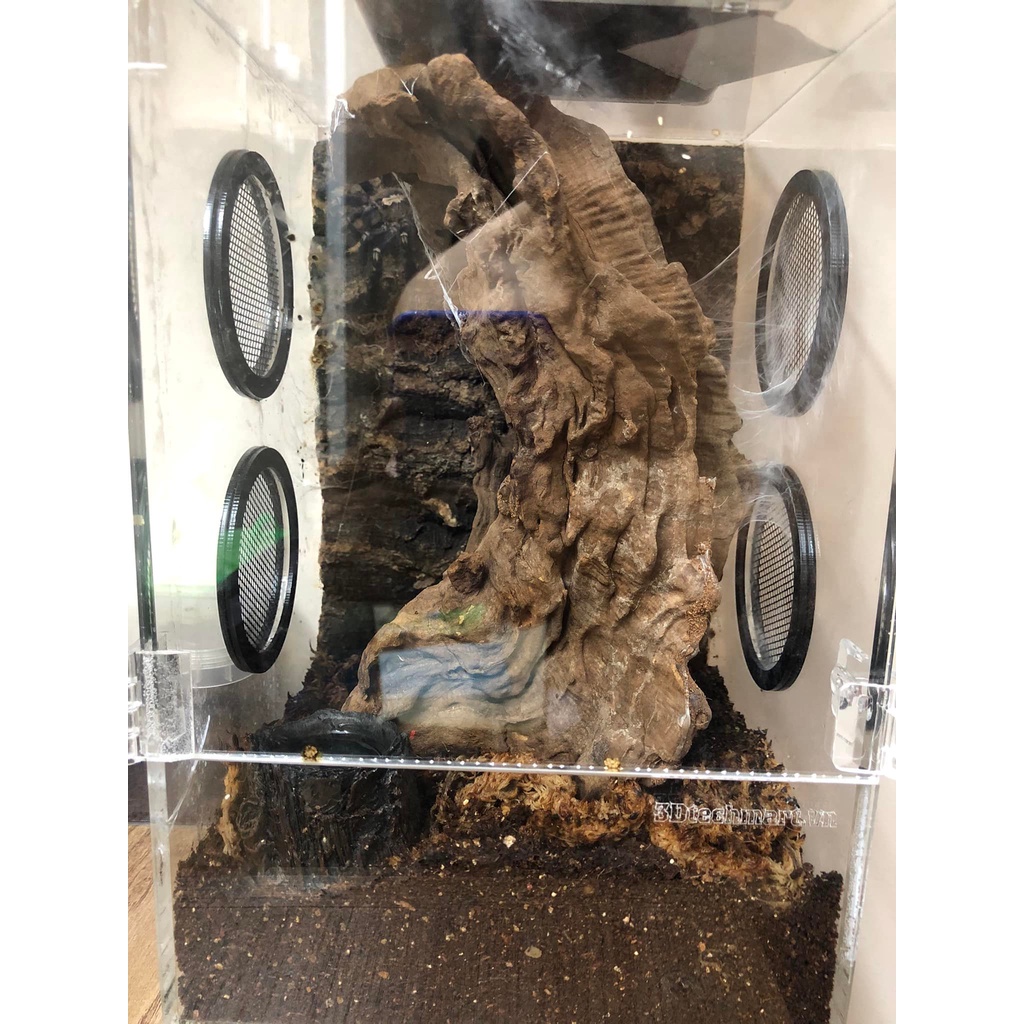 Hộp Nuôi Nhện Cây 20-20-30 tank tarantula