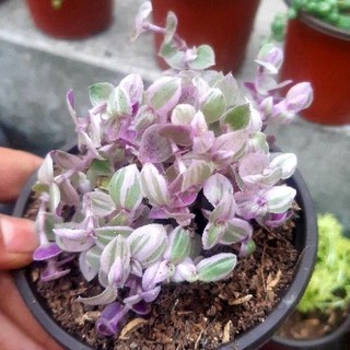 sen đá 🎆thài lài tím vỉ🎆