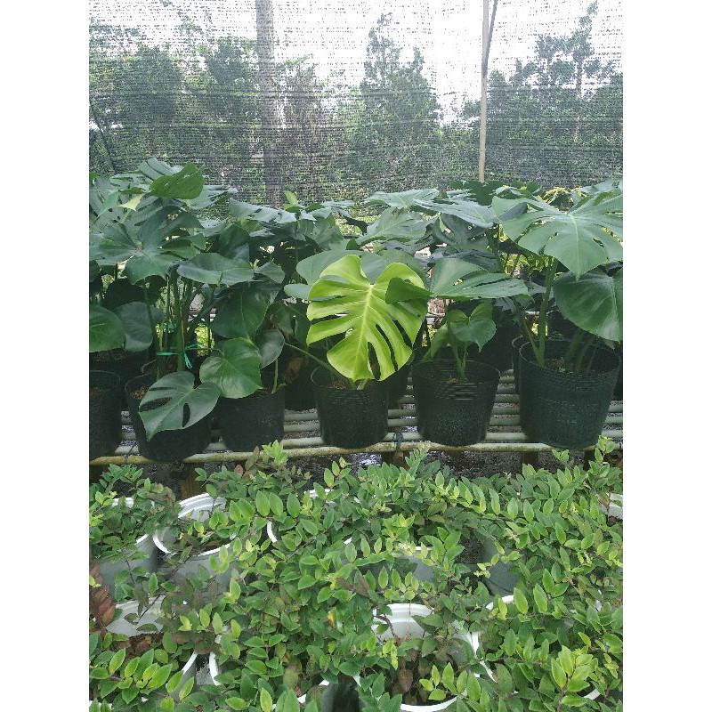 Monstera Delicious trầu nam my