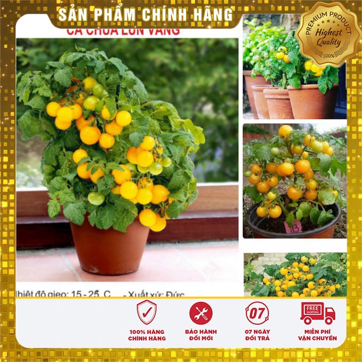 Hạt giống cà chua lùn quả vàng dễ trồng - cà chua bonsai ( gói 30 hạt)