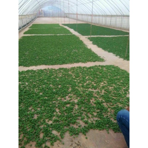 Nụ hoa tam thất khô 500 gram