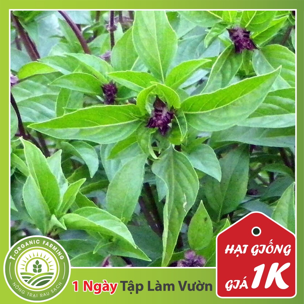 Deal 1K - Gói 50 Hạt Giống Rau Húng Quế (Húng Chó)