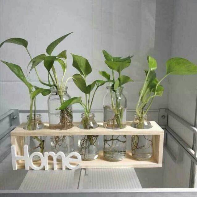 SÉT 5 LỌ CẮM HOA THỦY TINH KÈM KỆ GỖ