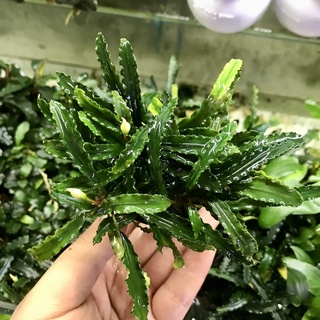 Bucep Chậu Trang Trí Bể Thủy Sinh