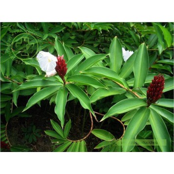 Cây mía dò ( cát lồi )