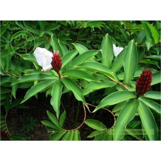 Cây mía dò ( cát lồi )