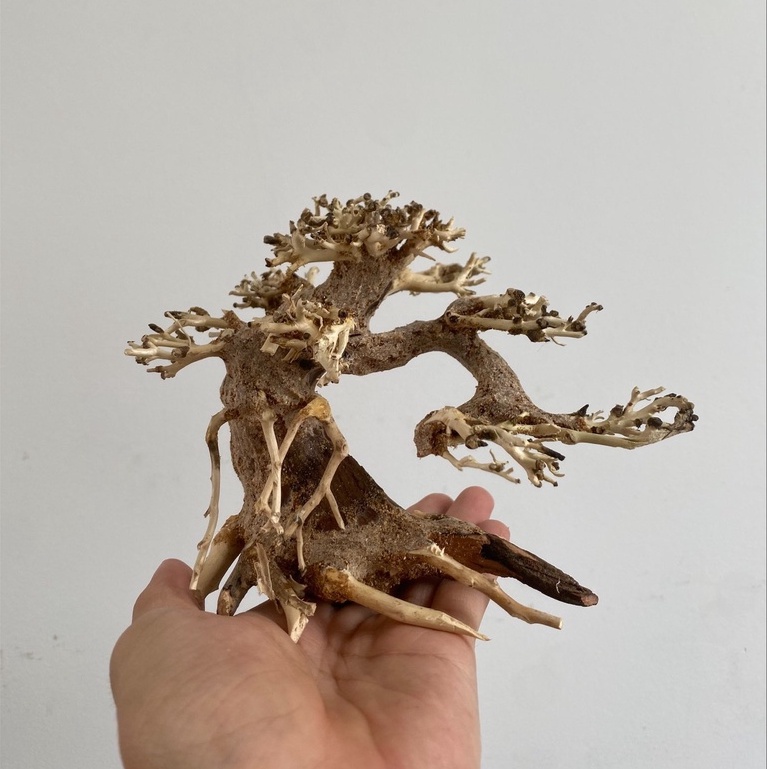 Lũa Bonsai mini siêu đẹp cho bể thủy sinh