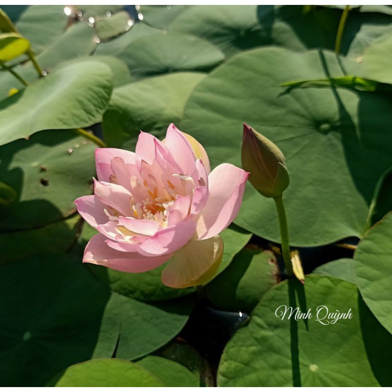 Củ sen mini Keelin