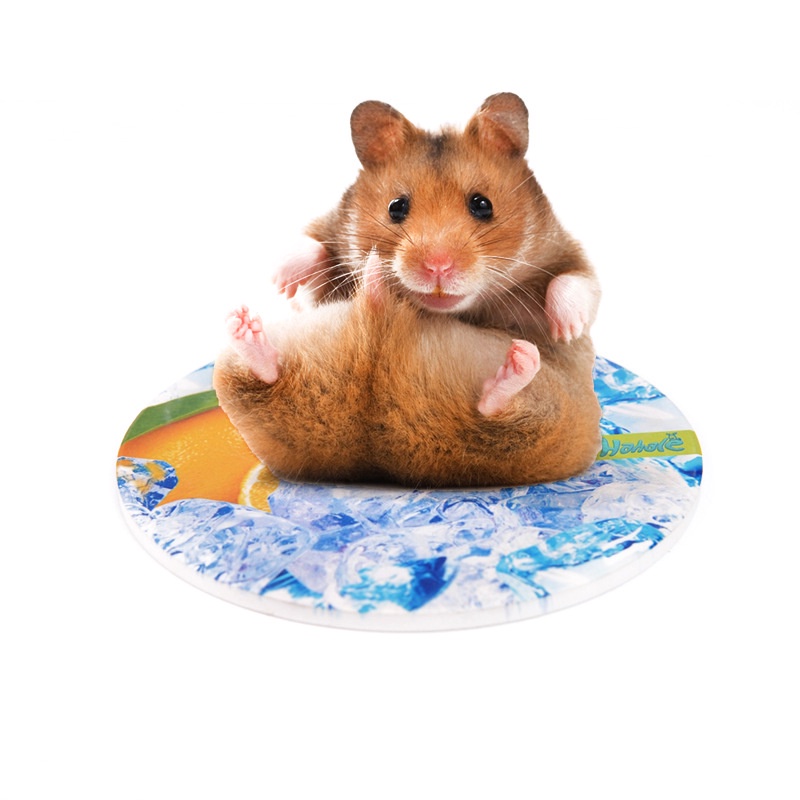Tấm sứ tản nhiệt cho hamster, sóc, bọ, nhím, thú nhỏ