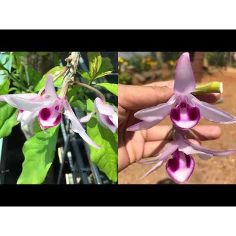 [Rẻ vô địch] giã hạc râu quai nón độc đẹp