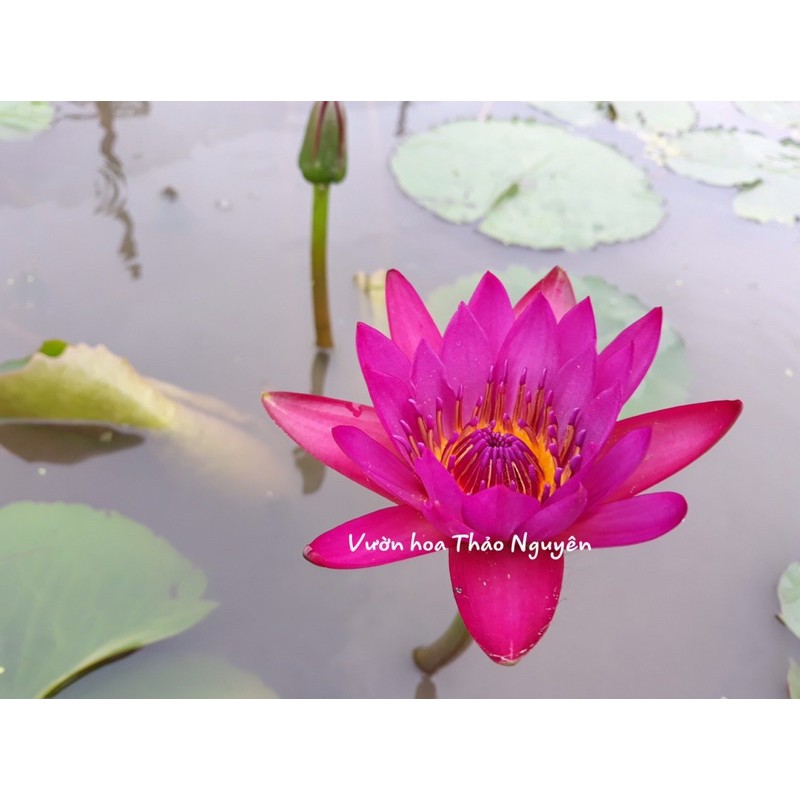 Cây hoa súng Thái Lan màu đỏ đậm Đ-01