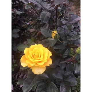cây hoa Hồng vàng pháp ( Cao 50cm trở lên)