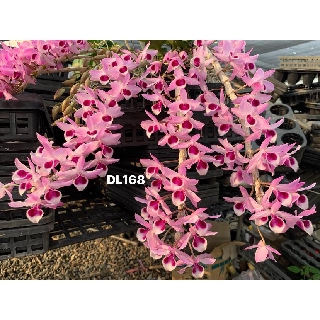 Lan Phi Điệp hồng hạc DL168