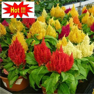 50H - HẠT GIỐNG HOA MÀO GÀ LỬA