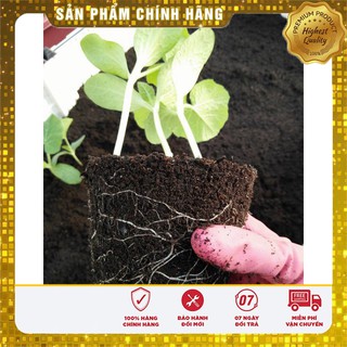 Hạt giống Dưa chuột Nhật